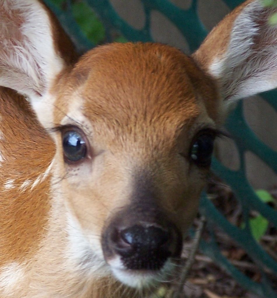 Animal Extreme Close-up - Whitetail Fawn