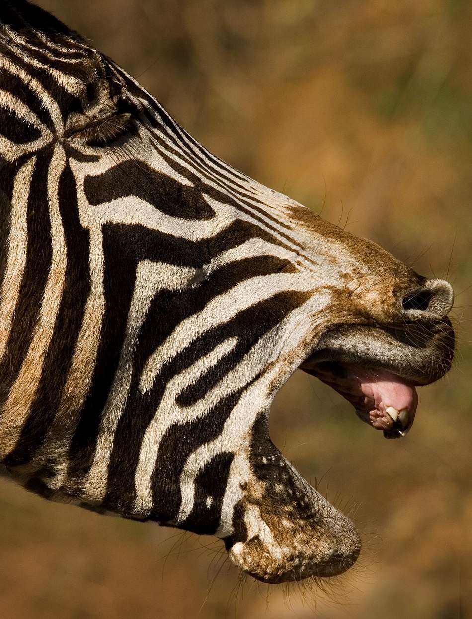 Animal Extreme Close-up - Zebra