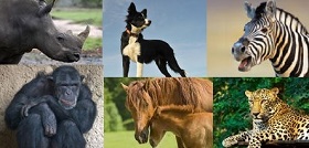 What s The Difference Between A Wild Animal And Domestic Animal 