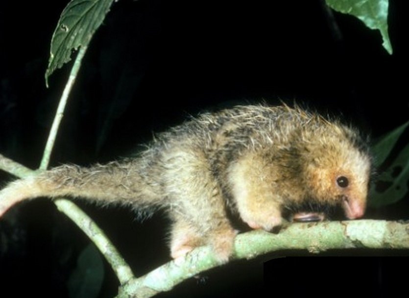silky anteater