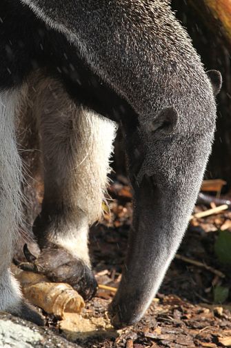 Anteater Facts - Animal Facts Encyclopedia