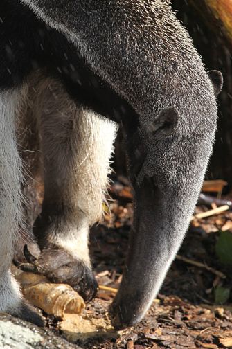 giant anteater portrait