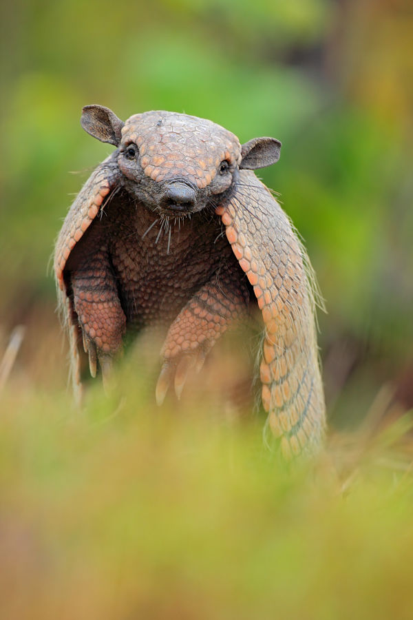 armadillo armor