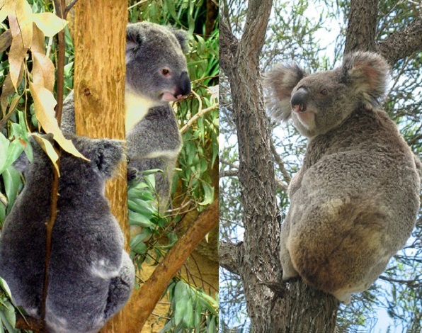 koalas in trees