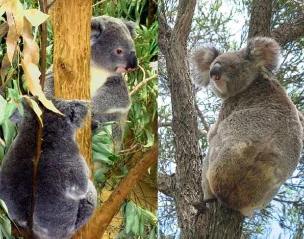 Australian Animals - Animal Facts Encyclopedia Australian Animals - Animal Facts Encyclopedia