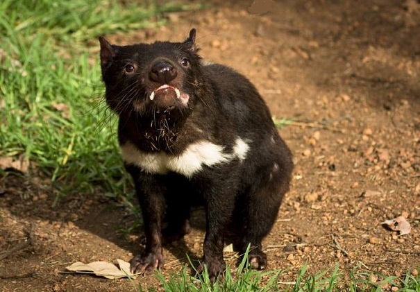 Australian Animal Facts Infographic Australian Animal - vrogue.co