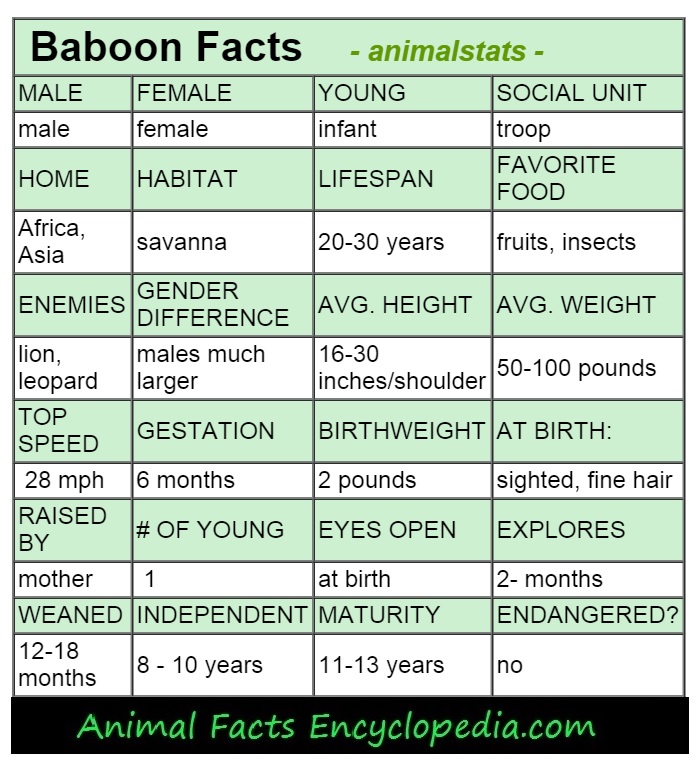 leopard animal stats