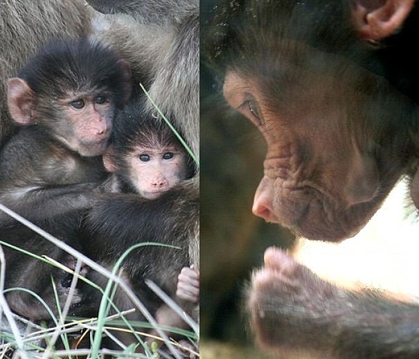 baby baboons