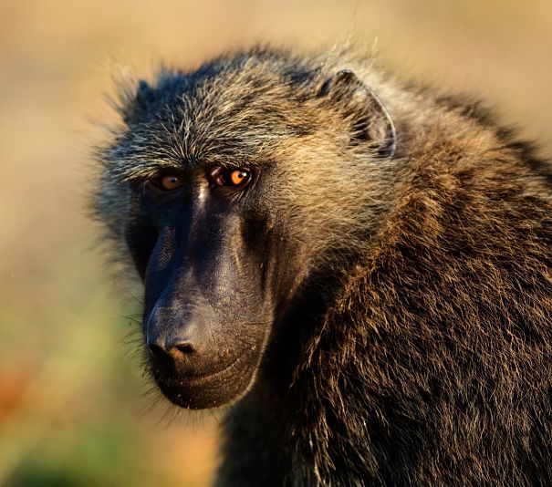 olive baboon closeup