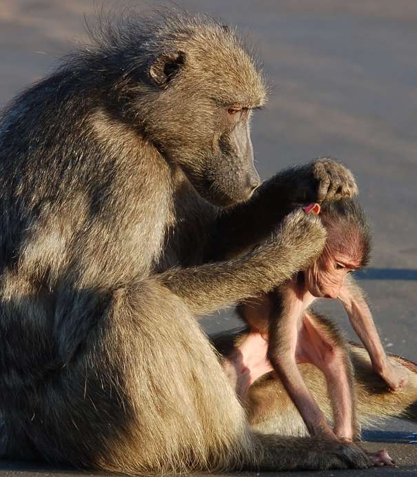 baby baboon inspected by mommy