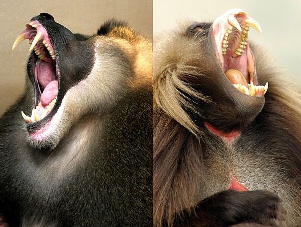 roaring baboons