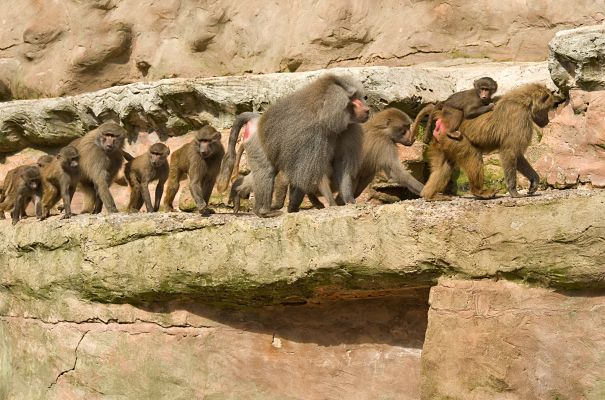 baboons on the move