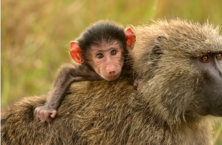 baby baboon