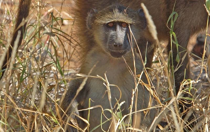 baby baboon in tall grass