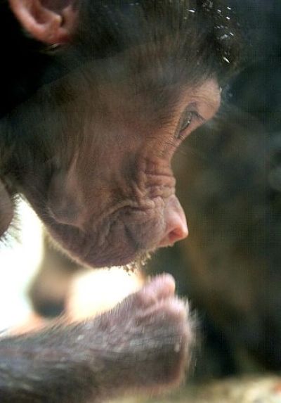 baby baboon concentrating