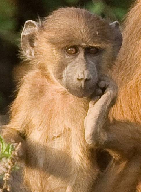 baby yellow baboon