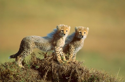 baby cheetahs