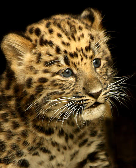 baby leopard portrait