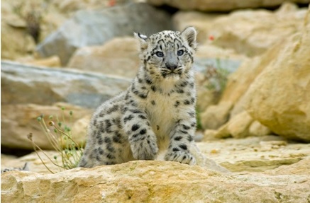 baby snow leopard