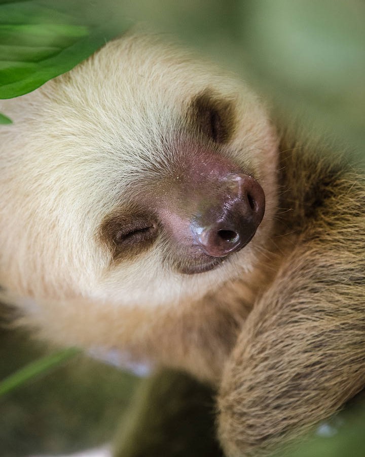 baby two toed sloth