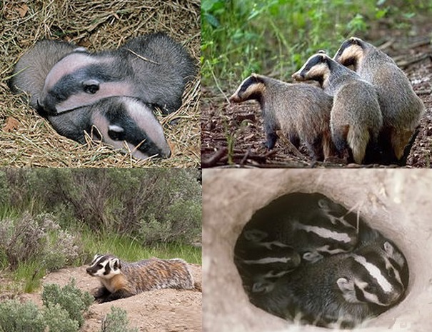 badger babies