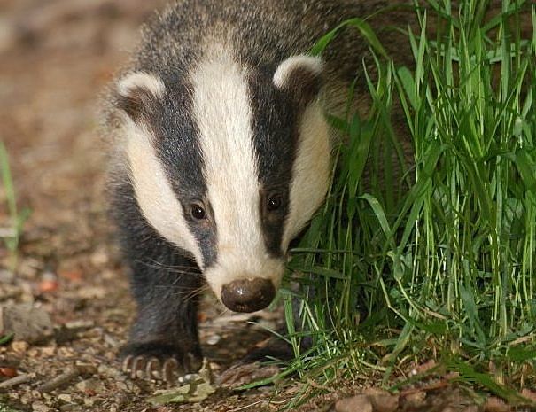 European or new world badger