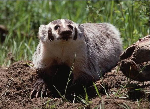 american or new world badger