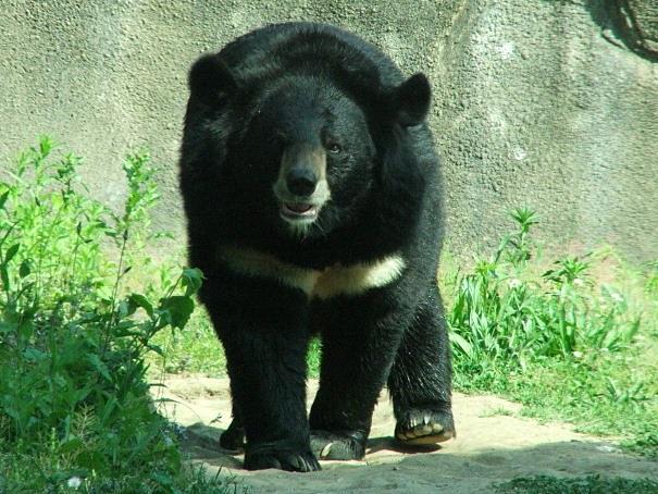 Asian black bear