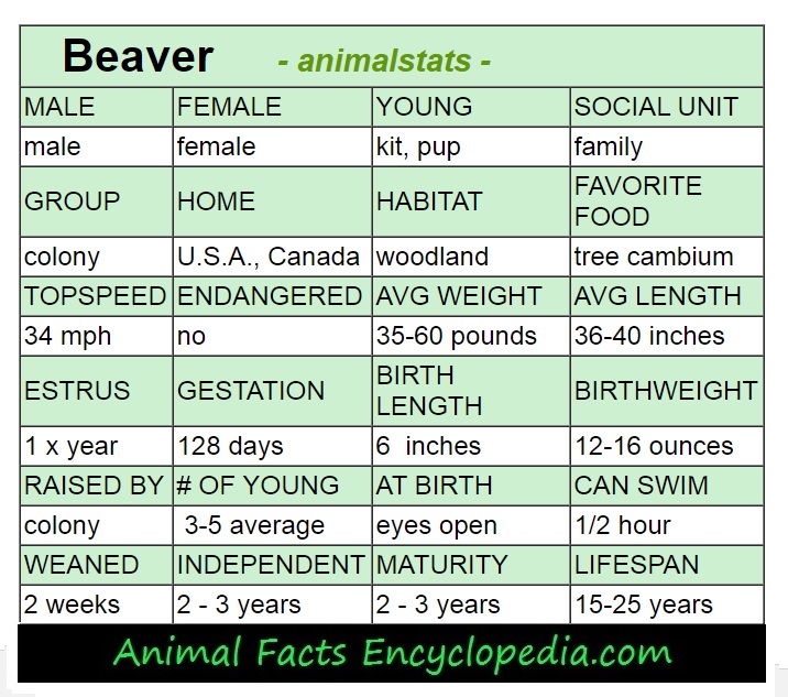 beaver animal stats