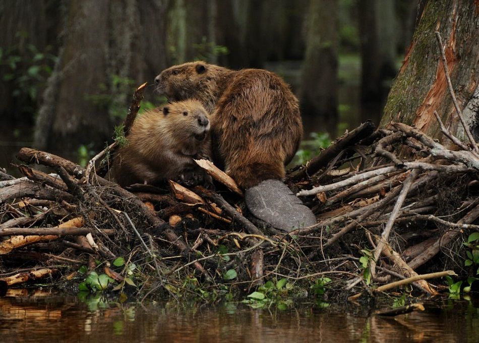 beaver mother and baby