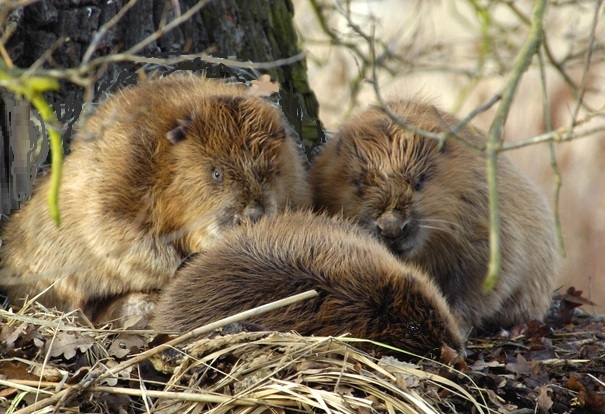 beaver family