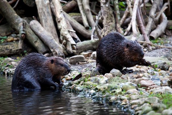beaver pair