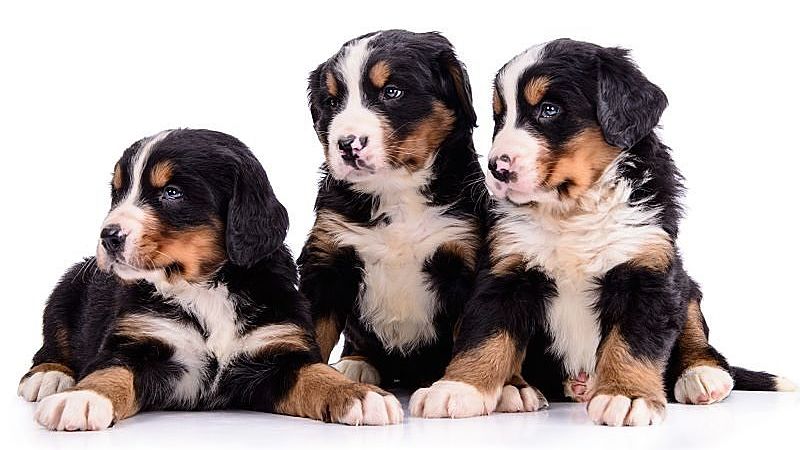 Bernese Mountain dog puppies
