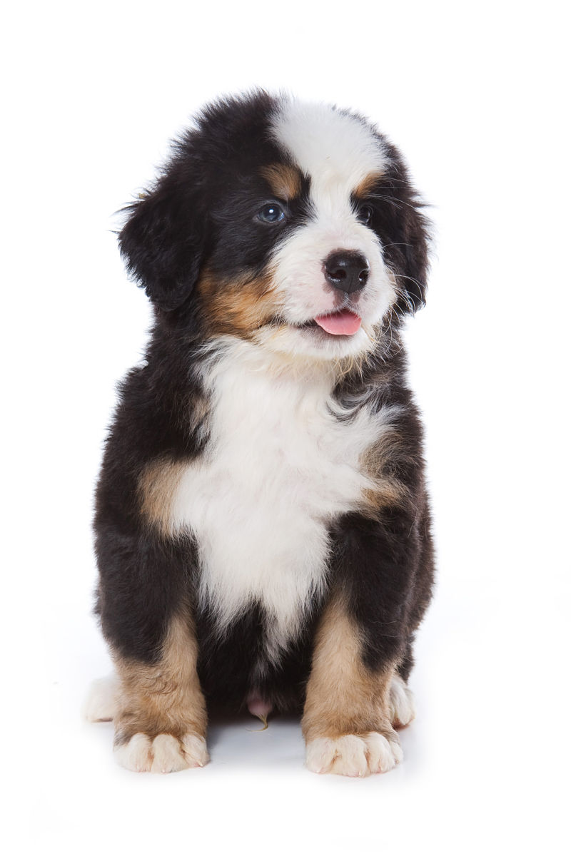 bernese mountain dog puppy white