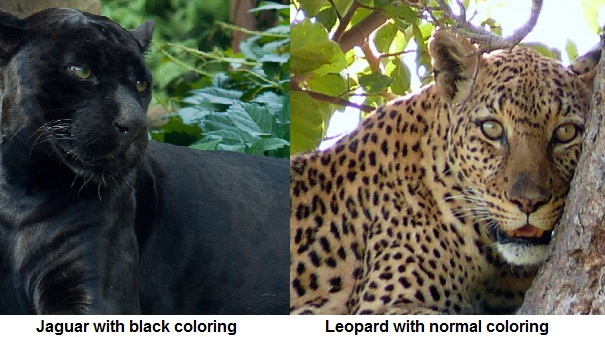 leopard and jaguar