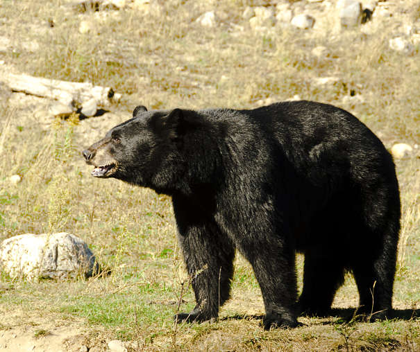 American black bear