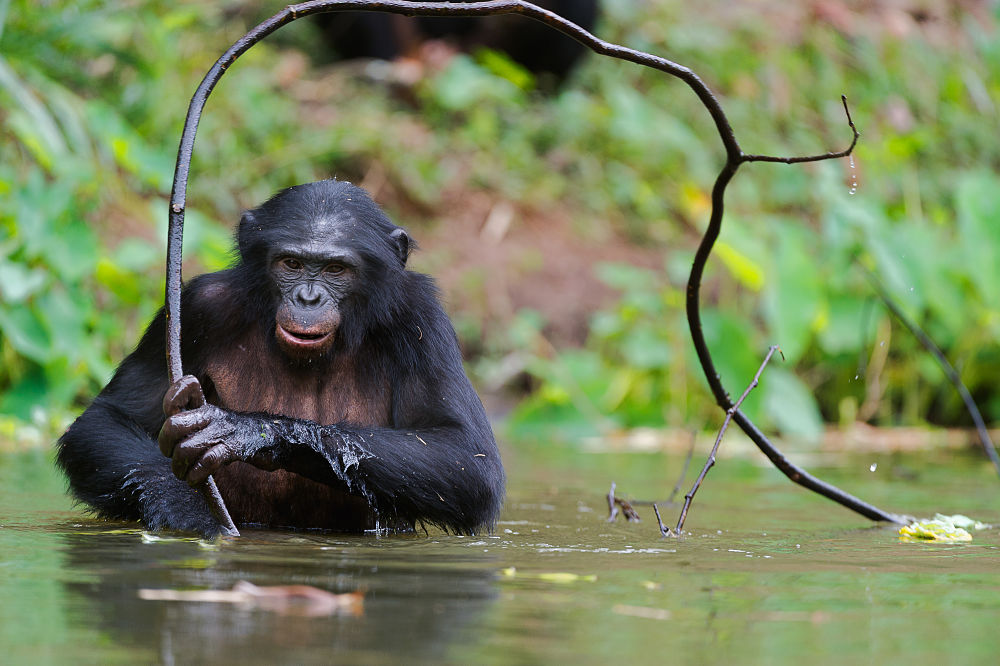 bonobo using a stick