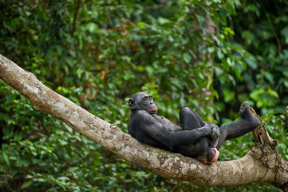 bonobo lounging in a tree