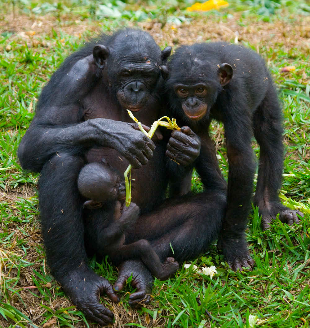 Bonobo Facts Animal Facts Encyclopedia