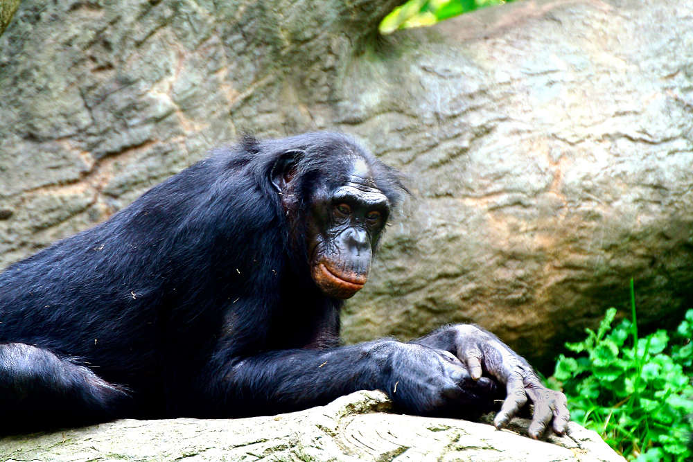 beautiful bonobo