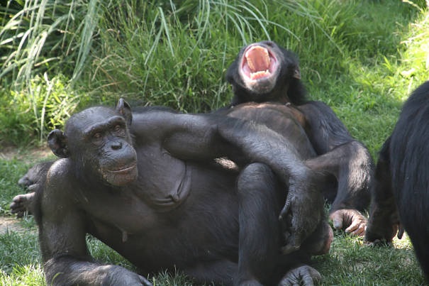 laughing bonobo
