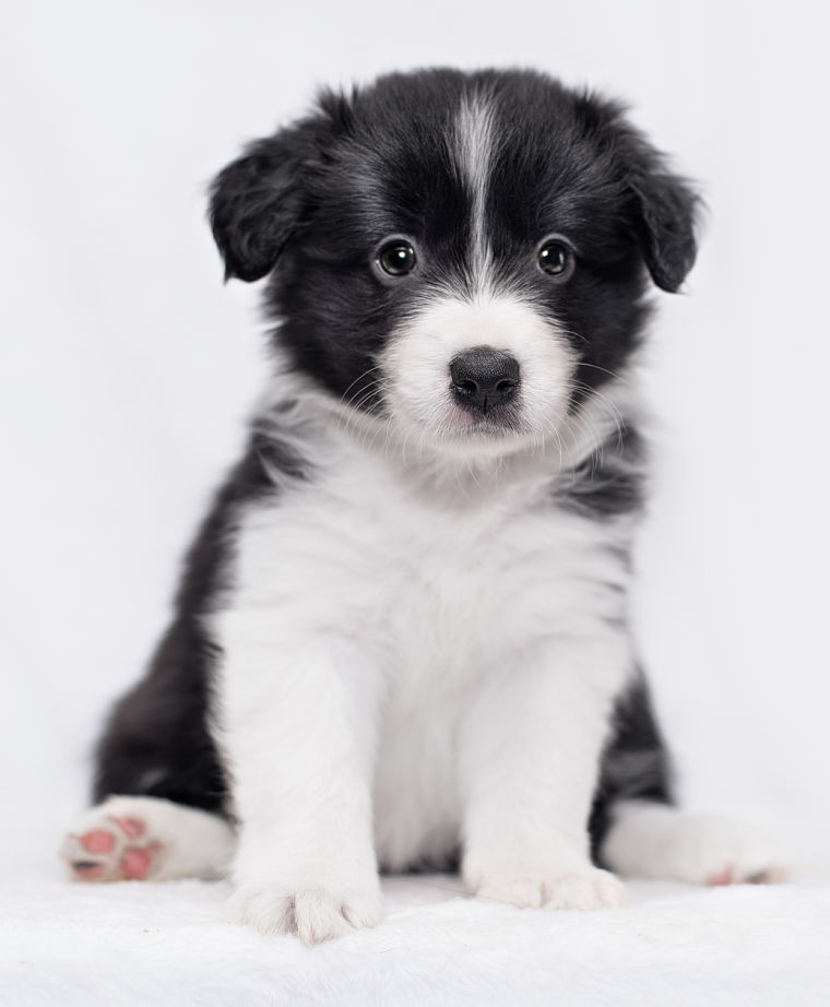 border collie puppy black and white