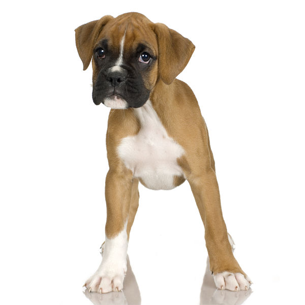 are boxers used in dog fighting