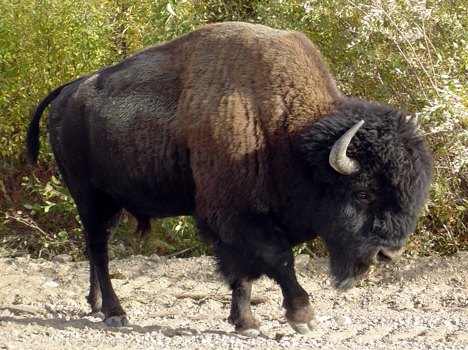 huge bison