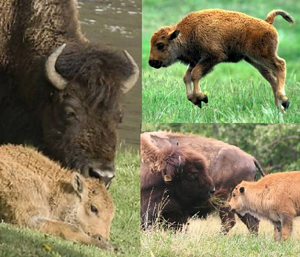 buffalo babies