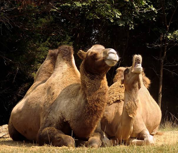 Bactrian camel mother and calf