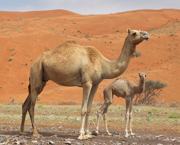Dromedary camel mother and calf