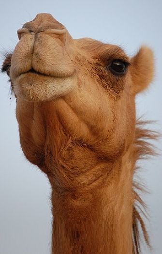 camel portrait