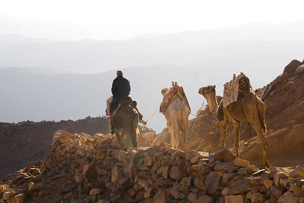 camels packed