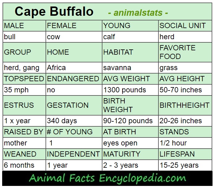 cape buffalo animal stats